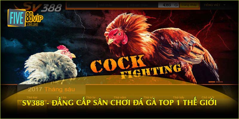 SV388 - đẳng cấp sân chơi đá gà top 1 thế giới