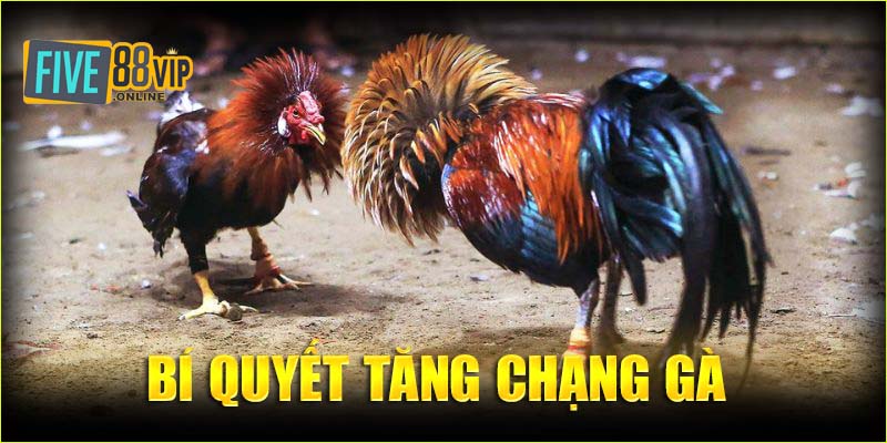 Bí quyết tăng chạng gà 