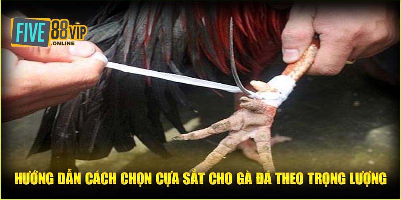 Cách chọn cựa sắt cho gà đá theo hạng cân nặng