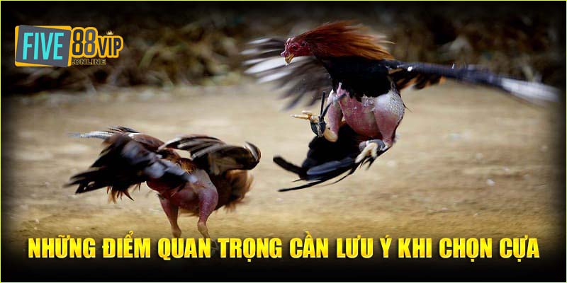 Có những loại cựa nào được sử dụng trong thi đấu?