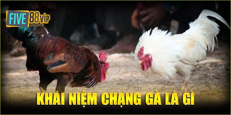    Khái niệm chạng gà