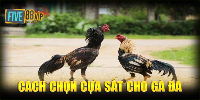 Cựa sắt giúp gà chiến đánh bại đối thủ dễ dàng hơn