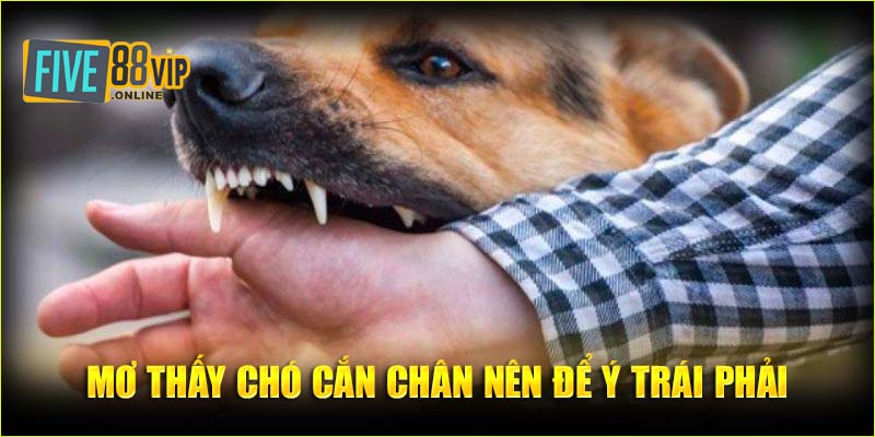   Mơ thấy chó cắn chân nên để ý trái phải