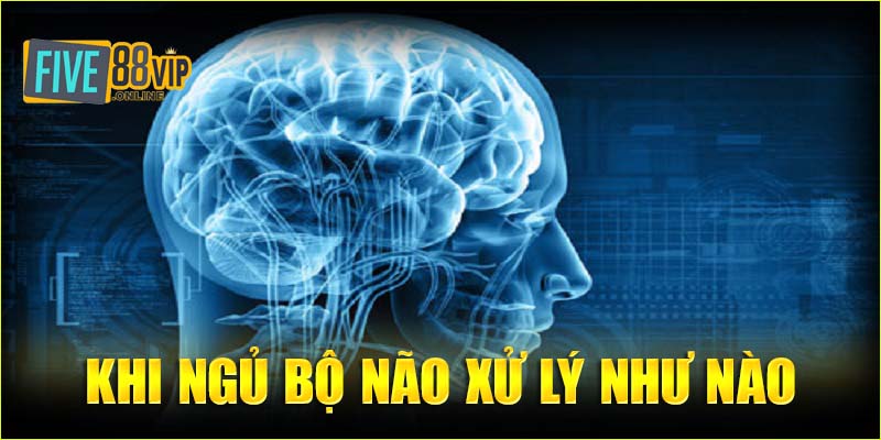 Do bộ não xử lý thông tin khi ngủ