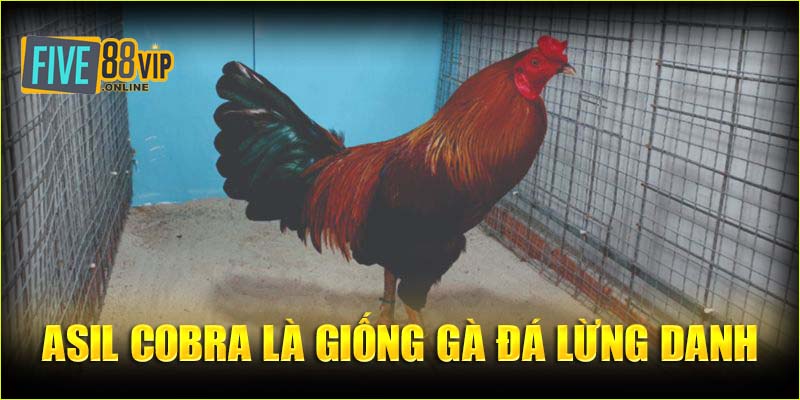 Asil Cobra là giống gà đá lừng danh