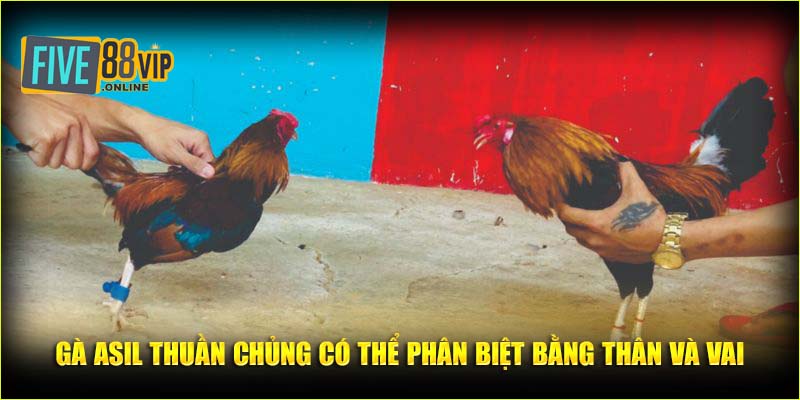 Gà Asil thuần chủng có thể phân biệt bằng thân và vai