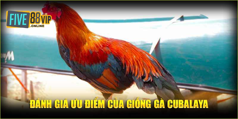 Đánh giá ưu điểm của giống gà Cubalaya