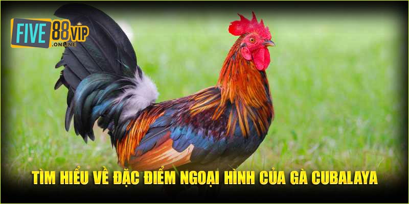 Tìm hiểu về đặc điểm ngoại hình của gà Cubalaya