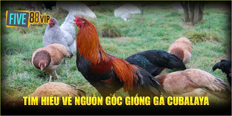   Tìm hiểu về nguồn gốc giống gà Cubalaya