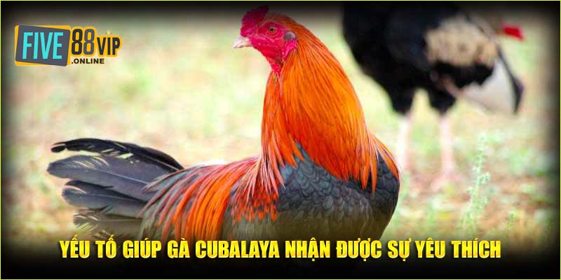 Yếu tố giúp gà Cubalaya nhận được sự yêu thích của bet thủ