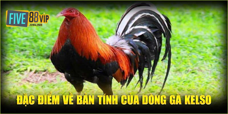 Đặc điểm về bản tính của dòng gà kelso