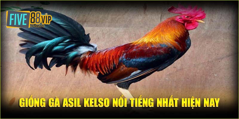 Giống gà Asil kelso nổi tiếng nhất hiện nay