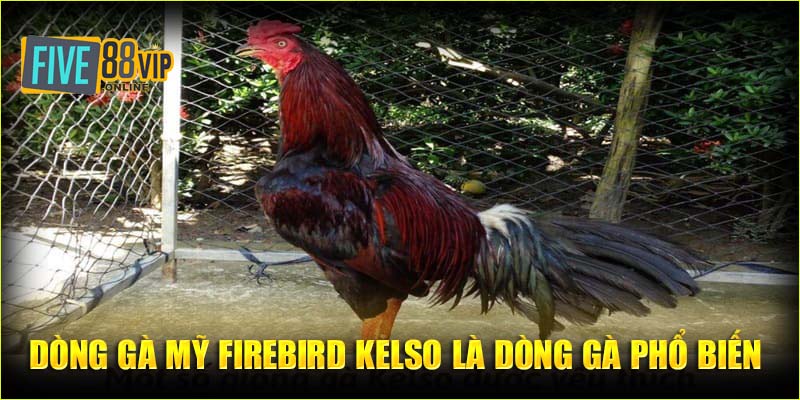 Dòng gà Mỹ Firebird kelso là dòng gà phổ biến 