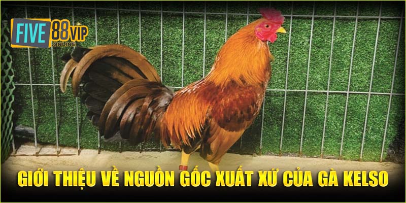     Giới thiệu về nguồn gốc xuất xứ của gà Kelso