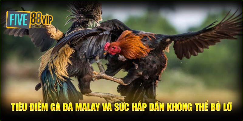 Tiêu điểm gà đá Malay và sức hấp dẫn không thể bỏ lỡ