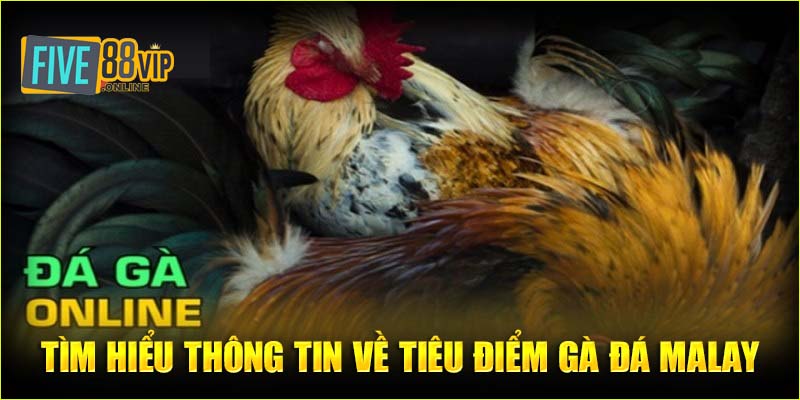   Tìm hiểu thông tin về tiêu điểm gà đá Malay