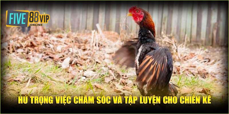 Tiêu điểm gà đá Shamo chú trọng đến việc chăm sóc và tập luyện cho chiến kê