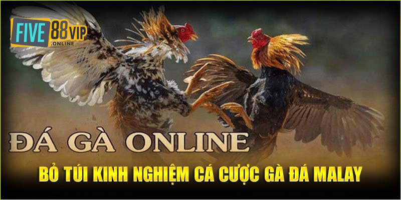 Bỏ túi kinh nghiệm cá cược tiêu điểm gà đá Malay chắc thắng