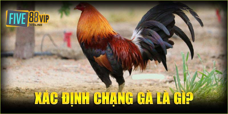 Xác định chạng gà là gì?