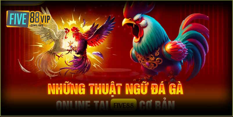 Cách tìm hiểu và áp dụng thuật ngữ đá gà