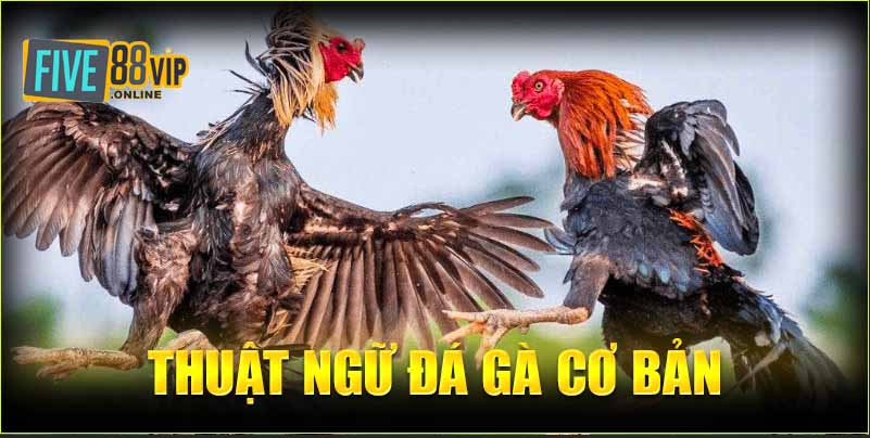 Thuật ngữ đá gà cơ bản