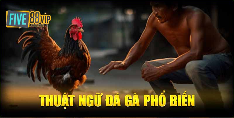 Thuật ngữ đá gà phổ biến