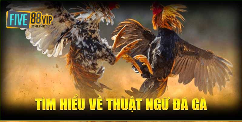  Tìm hiểu về thuật ngữ đá gà