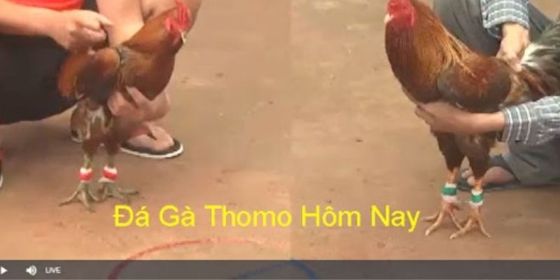 Cách tính điểm trong đá gà Thomo Five88