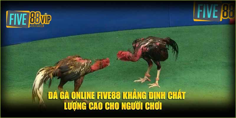 Đá gà online Five88 khẳng định chất lượng cao cho người chơi