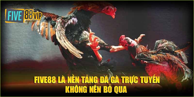   Five88 là nền tảng đá gà trực tuyến không nên bỏ qua