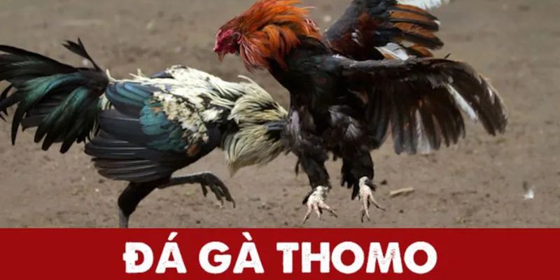 huật ngữ cơ bản trong bộ môn đá gà thomo Five88