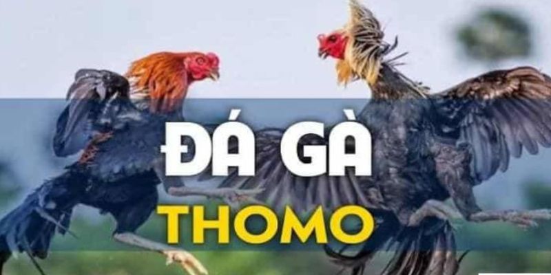 Luật chơi đá gà trực tuyến Thomo Five88